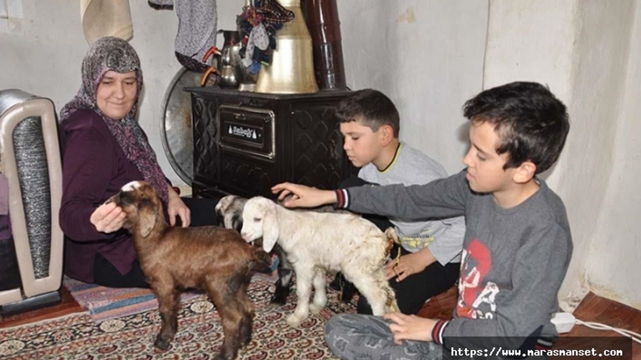 Donmasınlar diye eve aldıkları üçüz oğlaklara çocukları gibi bakıyorlar