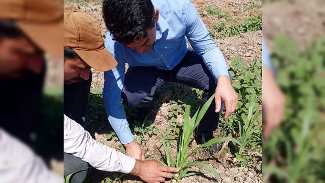 Hayvancılığın kurtuluşu olarak görülen ‘Maralfalfa’ ilk kez ekildi