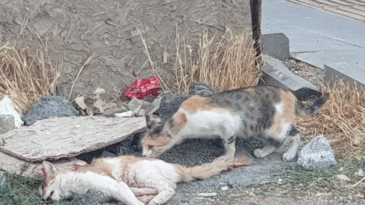 Mardin'de kedinin eşine vefalı vedası