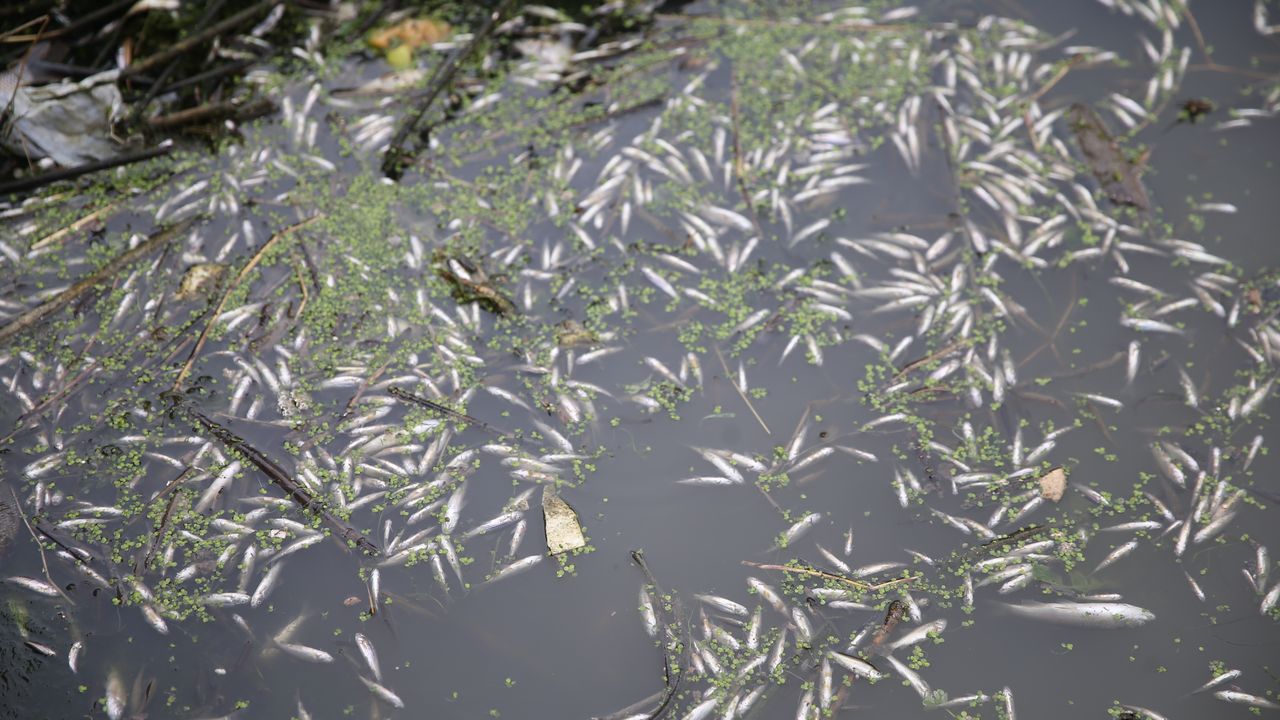 Kahramanmaraş'ta sulama kanalındaki balık ölümlerine ilişkin inceleme başlatıldı