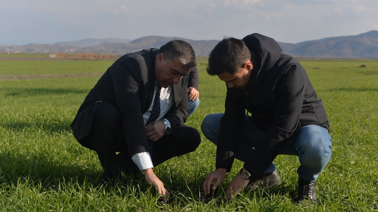 Kahramanmaraş'ta tarım alanlarını istila eden farelerle "zehirli buğdaylı" mücadele