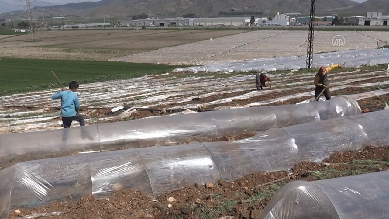 Depremzede tarım işçileri ramazanda tarlada emek harcıyor