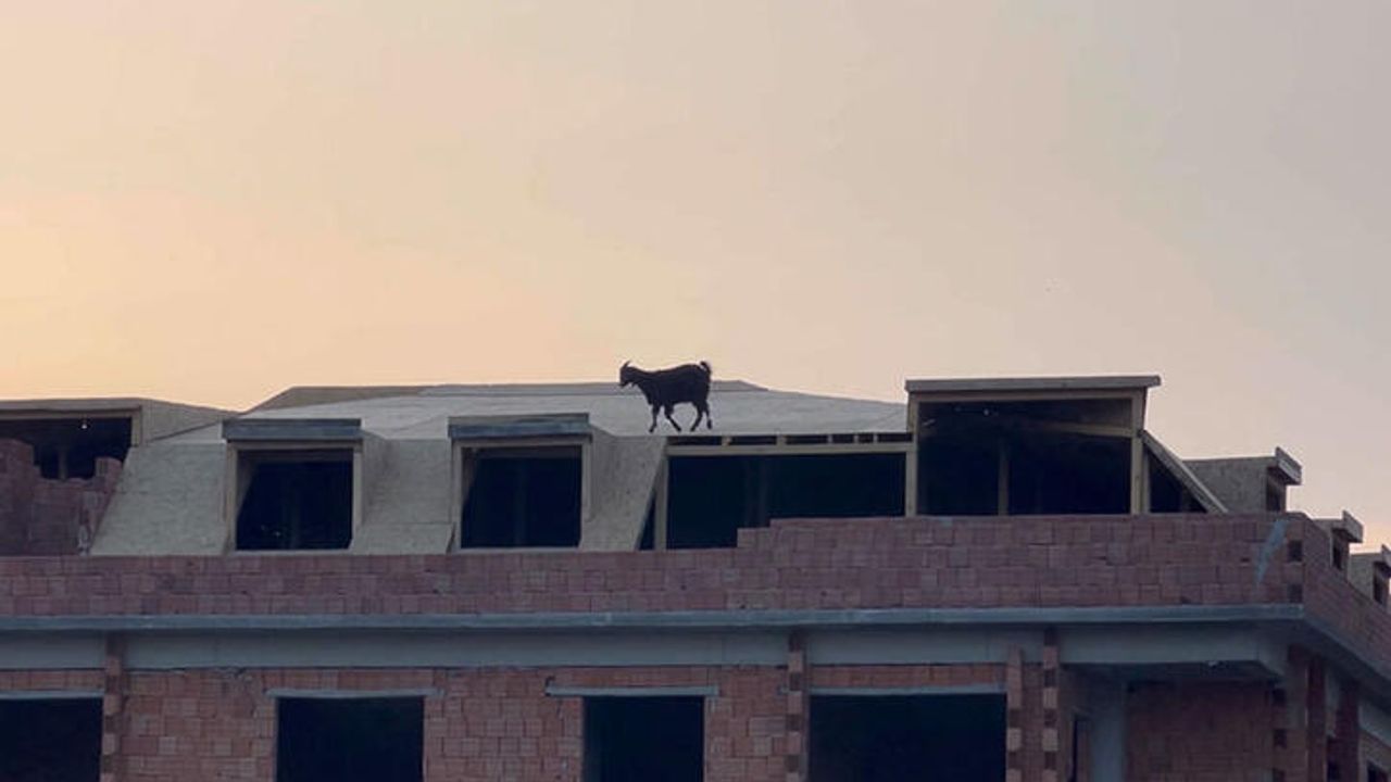 Binanın çatısına çıkan keçiyi itfaiye kurtardı