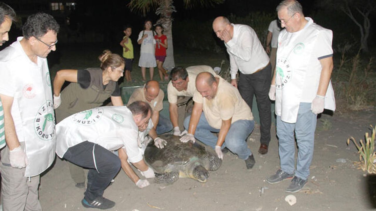 Tedavisi tamamlanan 2 deniz kaplumbağası denizle buluşturuldu
