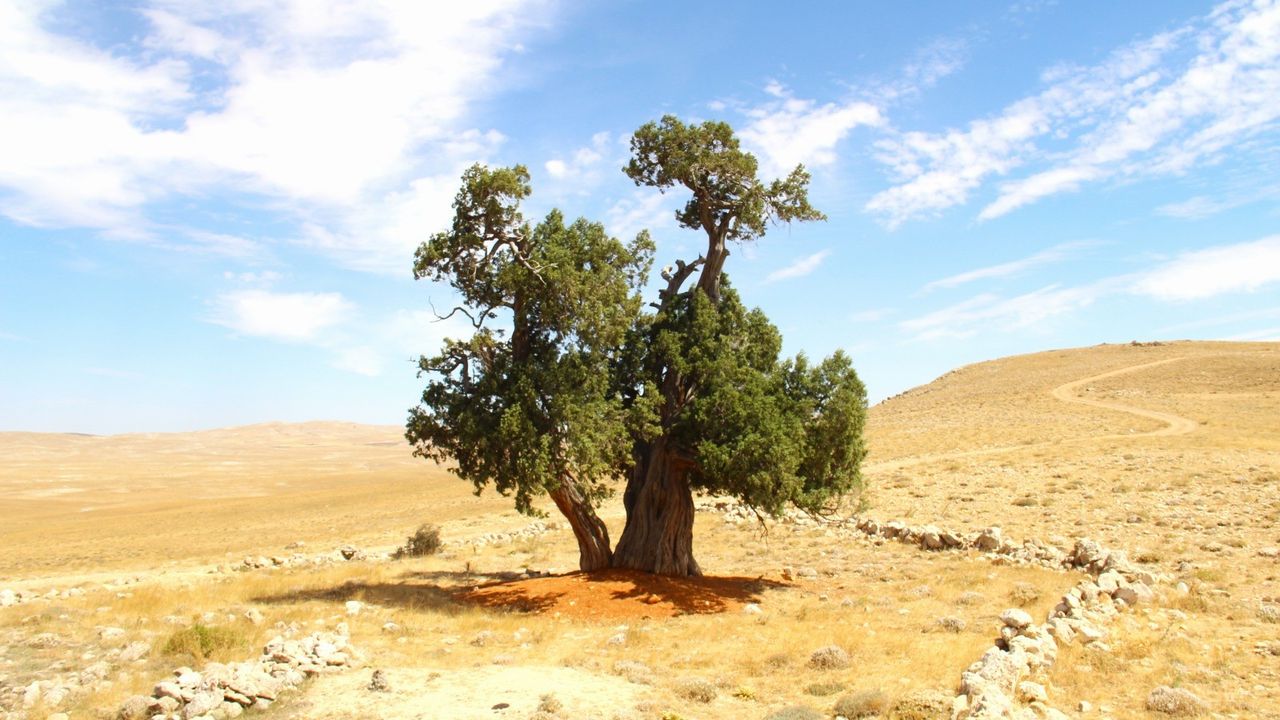 Kahramanmaraş'ta yalnız ardıç ağacı