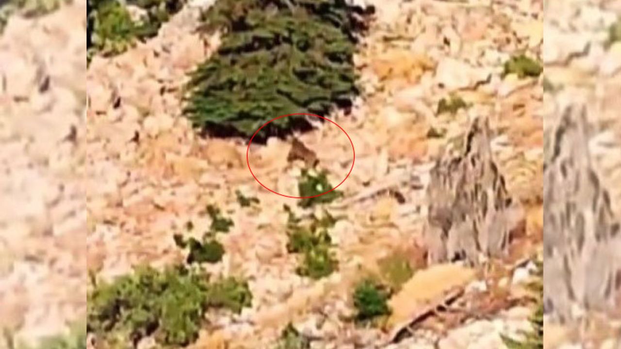 Kahramanmaraş'ta dağda gezinen ayılar kamerada