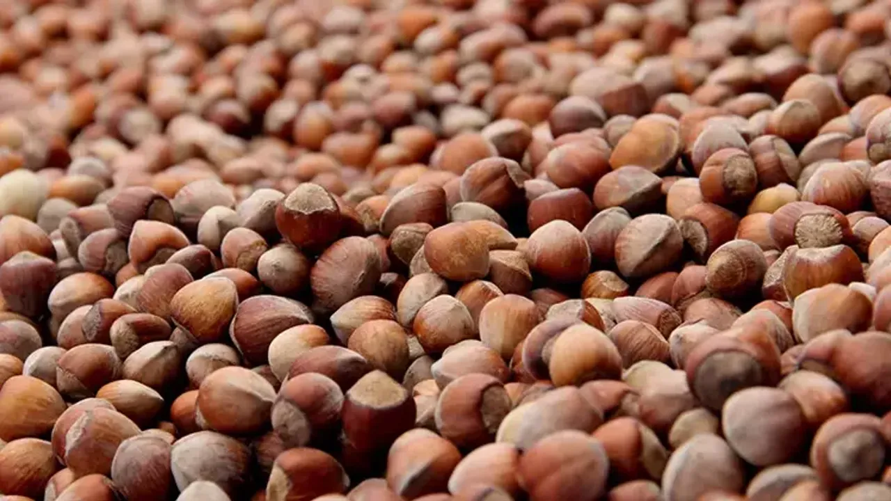 Fındıkta üçlü zarar; 250 bin ton kayıp