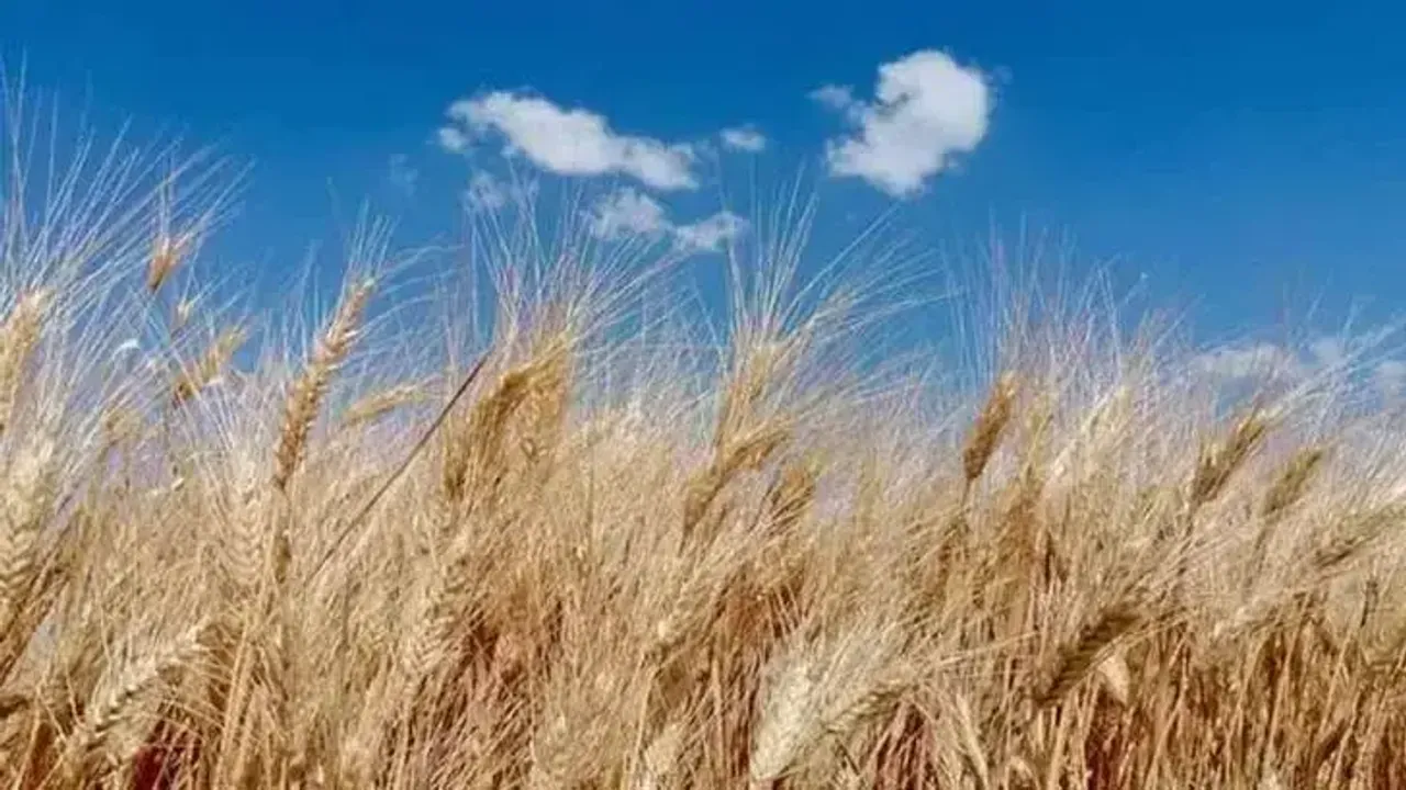 Kahramanmaraşlı Hububat Üreticisine Destekli Fiyat Açıklandı