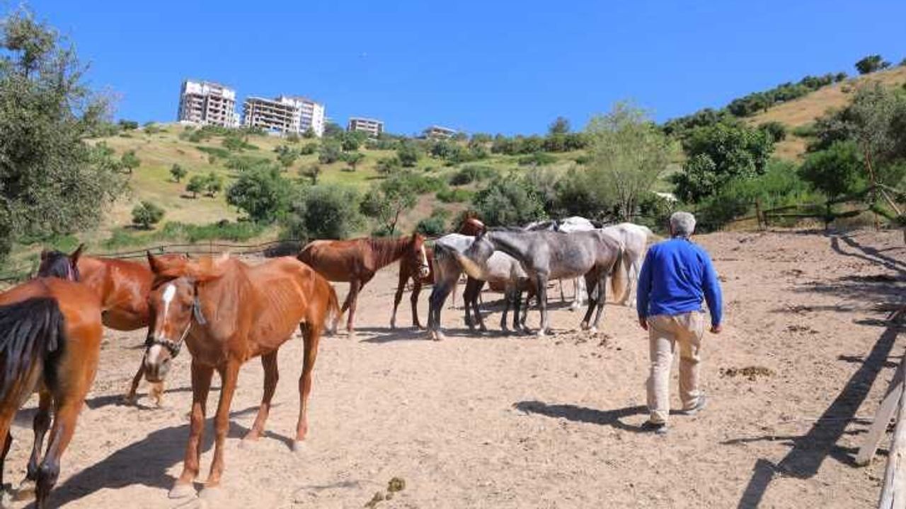 Kahramanmaraş'ta kaçan atları trafik polisleri sahibine tesl