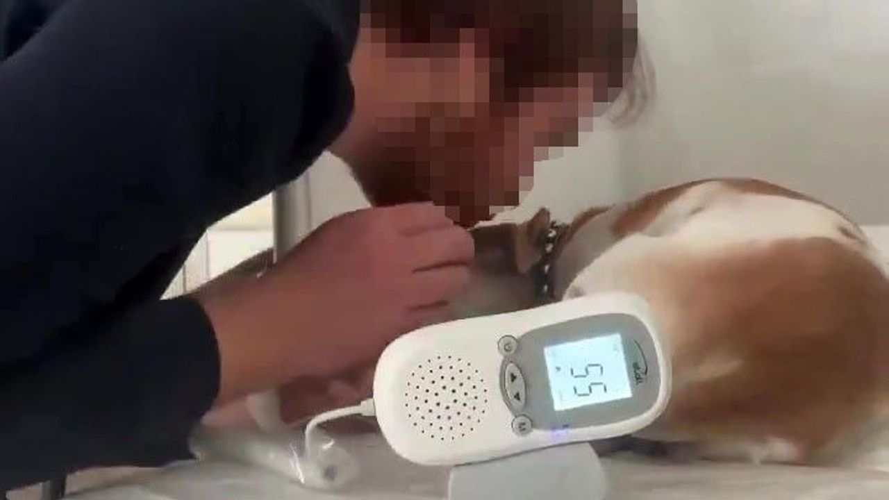 Kahramanmaraş'ta sedyede köpek tedavi eden doktoru