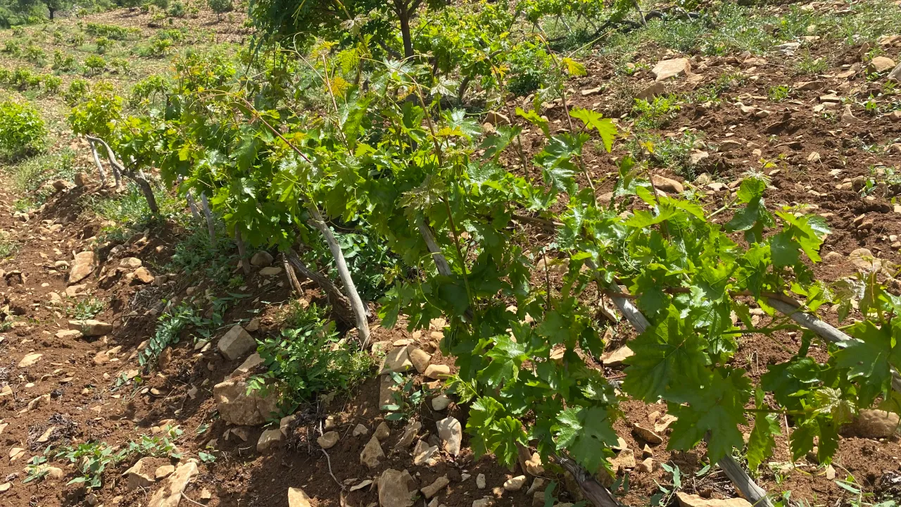 Kahramanmaraş’ta Yaprak Sezonu Açıldı, Sarma Mesaisi Başladı