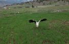 Kahramanmaraş’ta leyleğin drone ile imtihanı