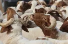 Kurban Bayramı tatilinin kaç gün olacağı kesinleşti