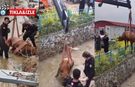 Kahramanmaraş’ta Kanala Düşen İnek Kurtarıldı