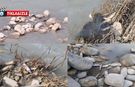 Kahramanmaraş’ta balıklar ölüyor, önlem alınacak mı?