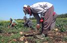 Kahramanmaraş’ta mevsimlik işçi göçü başladı