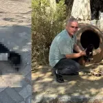 Zehirlendiği iddia edilen 10 köpek ile 5 kedi öldü