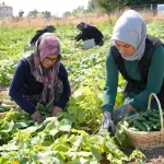 Çubuk turşusu 45 çeşidiyle dünya lezzetleri arasında