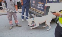 Alkollü sürücünün köpeği trafik polisini ısırdı