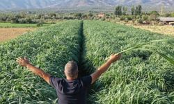 Girişimci Turhan Kendirli tarımda rekora hazırlanıyor