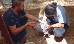 Dulkadiroğlu Mini Hayvanat Bahçesinde Bakım Çalışması Yapıldı