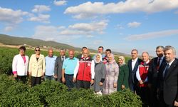 Bakan Kirişci, Maraş biberi hasadına katıldı