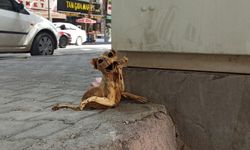 Elektrik panosunda bulunan kedinin iskeleti görenleri korkuttu