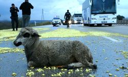 Tır şoförünün dikkati faciayı önledi