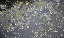 Kahramanmaraş'ta sulama kanalındaki balık ölümlerine ilişkin inceleme başlatıldı