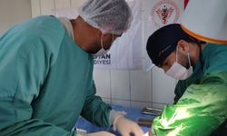Kahramanmaraş'ta gönüllü veterinerler 200 köpeği kısırlaştırıp aşıladı