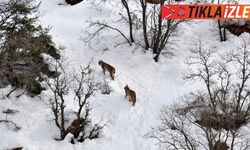 ANADOLU'DAKİ YABAN HAYATI FOTOKAPANLARA YANSIDI