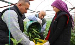 Kahramanmaraş'ta depremzede çiftçiler salatalık hasadına başladı