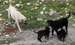 Kahramanmaraş'ta sahipsiz hayvanlar da unutulmadı
