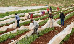 Kahramanmaraşlı depremzede çiftçiler hasat için serada
