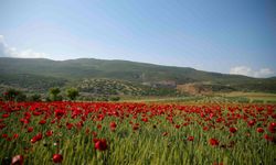 Gelincikler arazileri kırmızıya boyadı