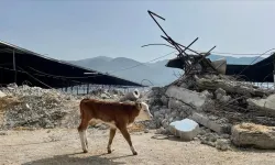 Depremzede yetiştiricilerin telef olan hayvanlarının yerine bedelsiz hayvan dağıtımı başladı