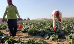 İlçe belediyesinin ürettiği sebze kilosu 1 liradan satışa sunuldu