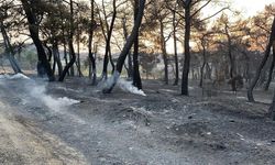 Çanakkale'deki orman yangını kontrol altına alındı