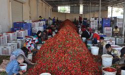 5 bin tarım işçisi, biber temizleyerek geçimini sağlıyor