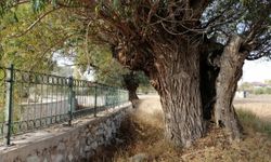 Kahramanmaraş'ta 250 yıllık söğüt ağacı dimdik ayakta