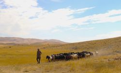 Kahramanmaraş'ta çobanlar sürülerini yayladan mahalleye indirmeye başladı