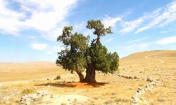 Kahramanmaraş'ta yalnız ardıç ağacı