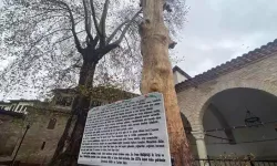 350 yıllık ağaç, heykel oldu