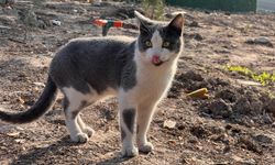‘Enkaz’ isimli kedileri enkaz bölgesinde besliyor