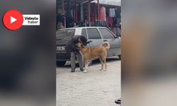 Yaşlı vatandaşın sokak köpekleri ile diyaloğu ilgi çekti
