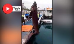 Mersin’de 4 metrelik 6 solungaçlı cam göz köpekbalığı kıyıya vurdu, vinçle çıkarıldı