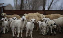 Depremzede besicilere verilen koyunların ilk kuzuları dünyaya geldi