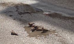 Kahramanmaraş’ta yağmur sonrası kuşların su keyfi