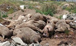 Kahramanmaraş'ta başıboş köpek sürüleri dehşet saçtı, onlarca hayvan telef oldu