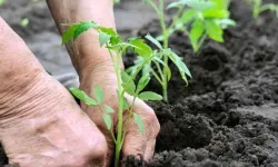 Mayıs ayında bahçe ve balkonlarda fide dikimi için tavsiyeler